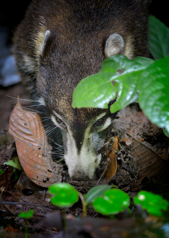 Coatimundi foragingV2